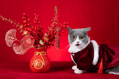 新年装扮喵星人及盆栽