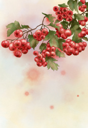 山楂树插画