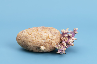 一个干瘪发芽的马铃薯