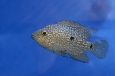 水族箱里的德克萨斯鱼