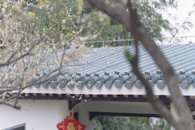 萝岗香雪市民广场梅花