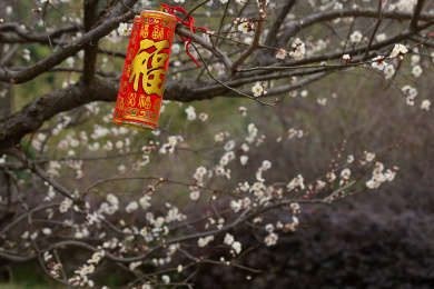 喜庆的梅花迎新年