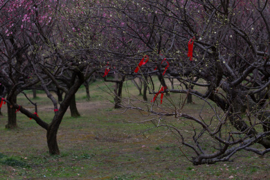 苏州上方山梅花开放时节的自然景观