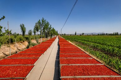 宁夏中宁枸杞种植基地枸杞晾晒