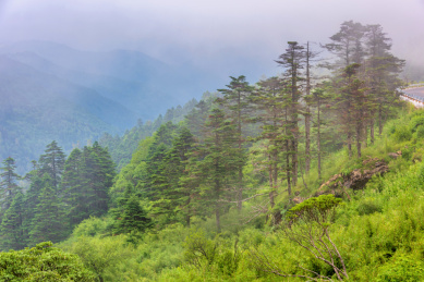 中国湖北神农架神农顶神农谷