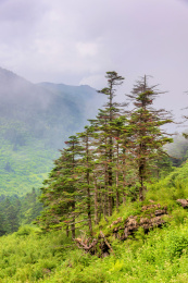 中国湖北神农架神农顶神农谷