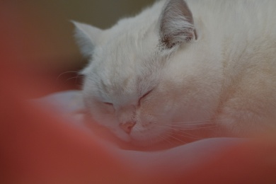 正在床边睡觉的白色小猫