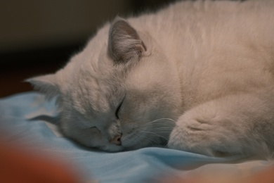正在床边睡觉的白色小猫