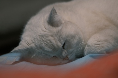 正在床边睡觉的白色小猫