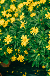 花季桂林尧山花木农场