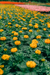 花季桂林尧山花木农场
