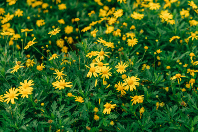 花季桂林尧山花木农场