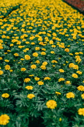 花季桂林尧山花木农场