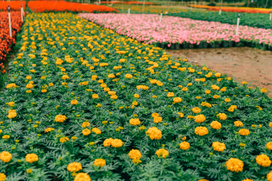 花季桂林尧山花木农场
