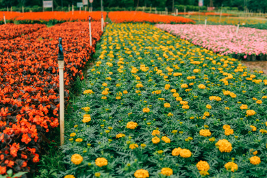 花季桂林尧山花木农场