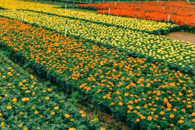 花季桂林尧山花木农场