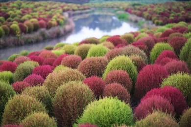 秋天五颜六色的地肤植物和小河