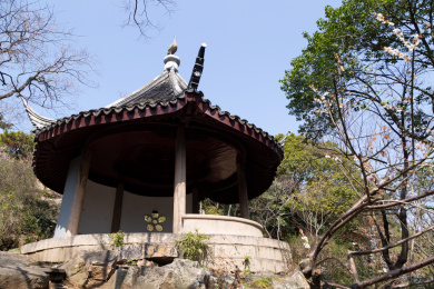 梅花盛开时节的苏州香雪海景观