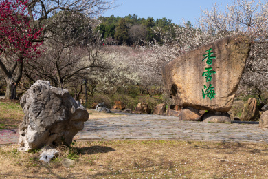 梅花盛开时节的苏州香雪海景观