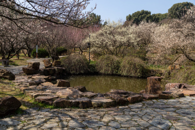 梅花盛开时节的苏州香雪海景观