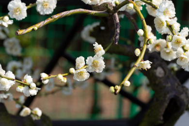 中式漏窗前美丽的梅花