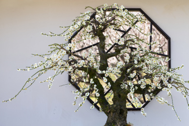 中式漏窗前美丽的梅花