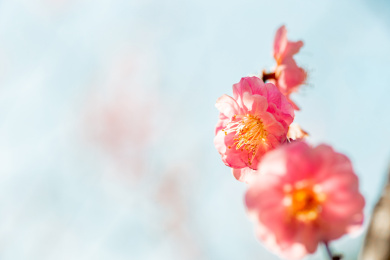 粉色梅花