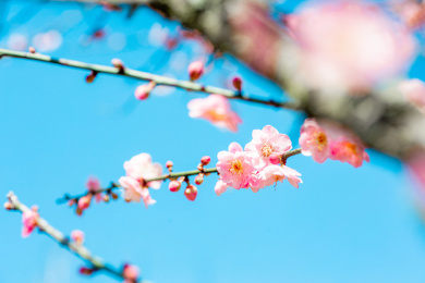 粉色梅花