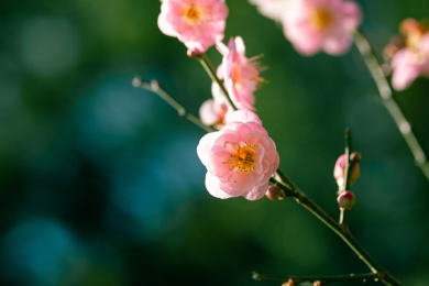 粉色梅花