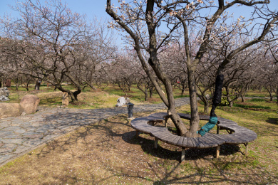赏梅胜地香雪海美丽的自然景观