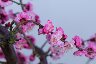 美丽的盆栽梅花