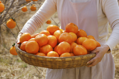 手里拿着新鲜沃柑