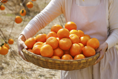 手里拿着新鲜沃柑