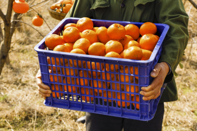 手里拿着新鲜沃柑