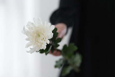 手拿白色菊花
