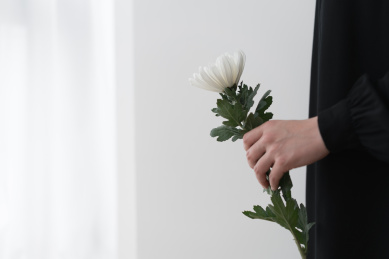 手拿白色菊花