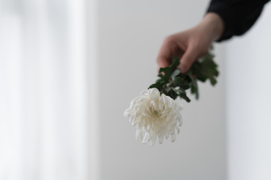 手拿一支白色菊花