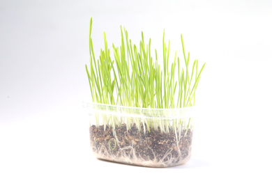 小麦草麦苗发芽在白色背景前