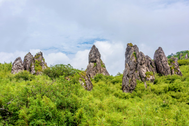 中国湖北神农架神农顶板壁岩石林