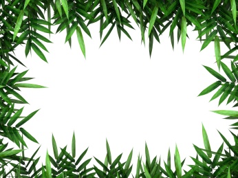 白背景竹子枝叶