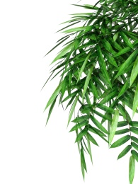 白背景竹子枝叶