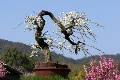 美丽的梅花盆景