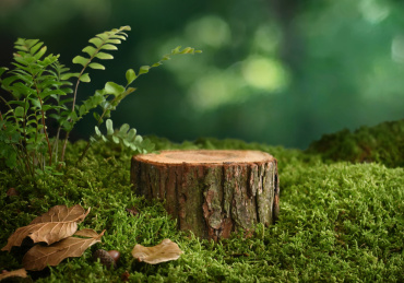 树桩青苔绿色背景