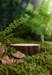 树桩和苔藓在绿色空间里