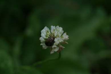 花朵上的甲壳虫
