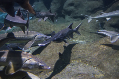 鸭嘴鲟美国匙吻鲟淡水鱼