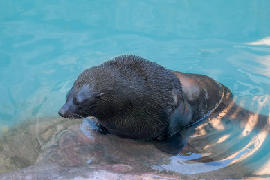 海狮在水中休息