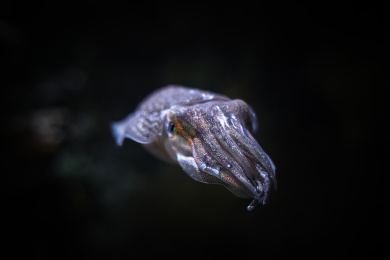 乌贼虎斑乌贼水中特写鱿鱼