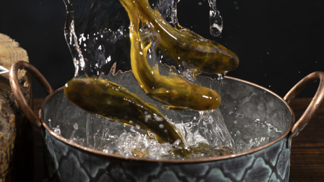 正在捞起准备宰杀的新鲜活鱼黄辣丁黄骨鱼