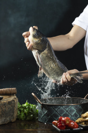 正在捞起准备宰杀的新鲜活鱼白花鲢鱼